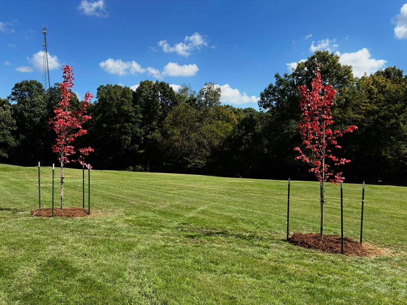 Two newly planted red maples staked in a lawn